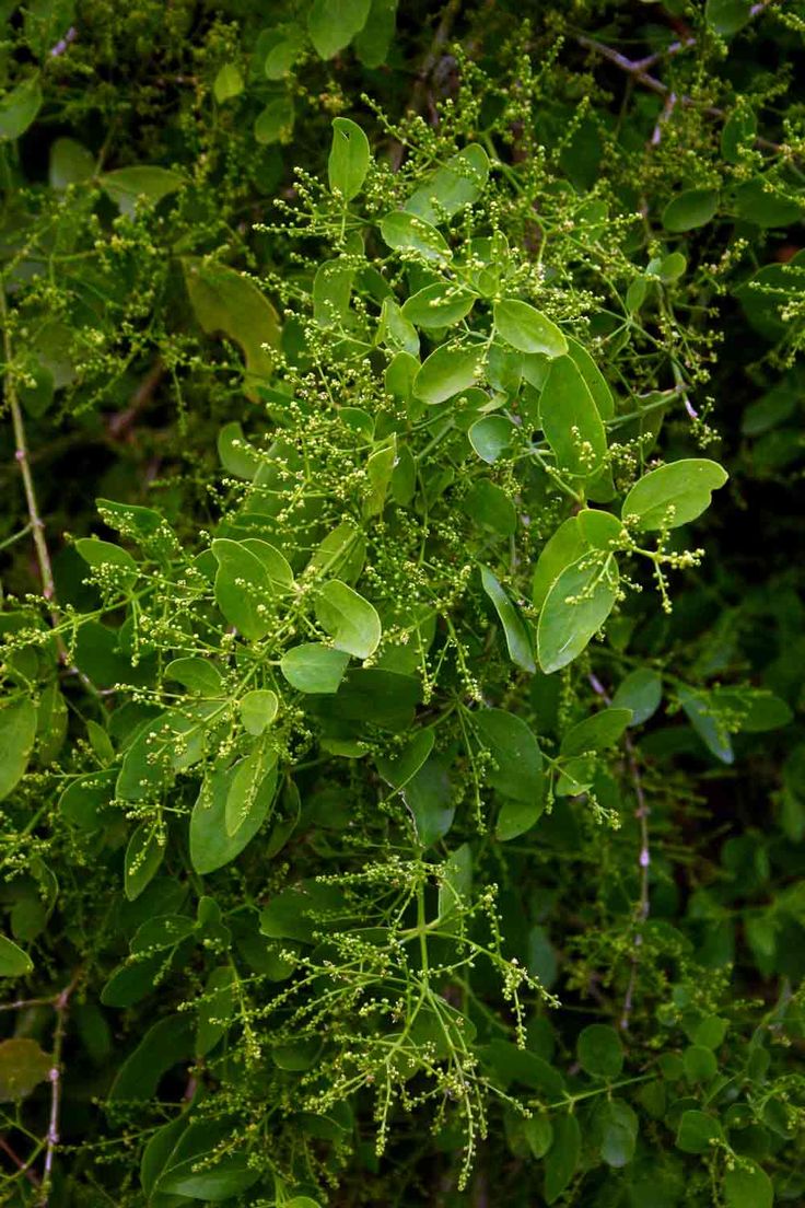 Arak tree plant used for miswak